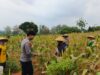 Sinergi Polri dan Petani, Bripda Shandy Turun Ke Sawah Sukseskan Panen Jagung di Desa Siding