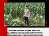 Polsek Montong Polres Tuban Turun Cek Tanaman jagung Warga di Desa Pakel