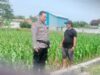 Polri Dukung Astacita, Polsek Palang Polres Tuban Turun Cek Tanaman jagung milik Warga di Desa Cepokorejo