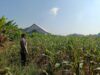 Polri Dukung Astacita, Polsek Semanding Polres Tuban Turun Cek Tanaman jagung milik Warga di Desa Semanding