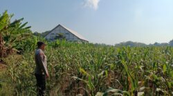 Polri Dukung Astacita, Polsek Semanding Polres Tuban Turun Cek Tanaman jagung milik Warga di Desa Semanding