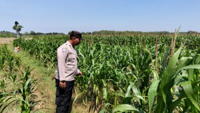 Perkuat Ketahanan Pangan, Personel Polsek Bangilan Monitoring Lahan Jagung di Wilayah Binaan