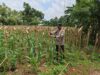 Bhabinkamtibmas Polsek Tuban Monitoring Lahan Jagung Warga di Kelurahan Mondokan Dukung Ketahanan Pangan