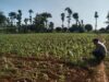 Anggota Bhabinkamtibmas Polsek Jenu Polres Tuban Turun ke Ladang, sambang lahan pertanian.