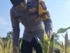 Cek Kualitas Buah Jagung Siap Panen, Polsek Widang Polres Tuban Dukung Astacita