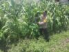 Polri dukung progam Astacita, Polsek Jatirogo Polres Tuban Turun Cek Tanaman jagung Warga di Desa Ketodan