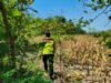 Polri Dukung Astacita, Polsek Rengel Polres Tuban Turun Cek Tanaman Jagung Warga di Desa Maibit