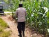 Polsek Plumpang Polres Tuban Turun Langsung Cek Tanaman Jagung Warga di Desa Kesamben