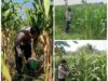 Polsek Soko polres Tuban Polda Jawa Timur Bergerak! Dukung Penuh Swasembada Pangan Presiden Prabowo Melalui Pendampingan Petani