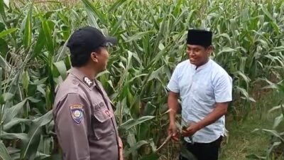 Polsek Grabagan polres Tuban Polda Jawa Timur Dukung Penuh Swasembada Pangan Presiden Prabowo Melalui Pendampingan Petani