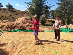 BHABINKAMTIBMAS DESA CEMPI JAYA PANTAU HASIL PANEN JAGUNG WARGA DAN DORONG PENYALURAN KE BULOG