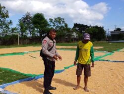 BHABINKAMTIBMAS DESA SAWE DAMPINGI PETANI JAGUNG, DORONG PENINGKATAN KESEJAHTERAAN DAN DUKUNG KETAHANAN PANGAN