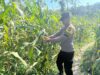 POLSEK BANGILAN DUKUNG KETAHANAN PANGAN, PERSONEL POLRI MONITORING TANAMAN JAGUNG DI WILAYAH BANGILAN