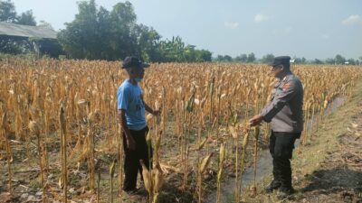 Polri Dukung Astacita, Polsek Rengel Polres Tuban Turun Cek Tanaman Jagung Warga di Desa Kebonagung