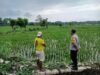 Perkuat Ketahanan Pangan, Bhabinkamtibmas Desa Tolo’oi Dampingi Petani dan Motivasi Pemanfaatan Lahan
