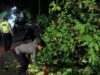 Polsek Batulayar Evakuasi Pohon Tumbang di Jalur Senggigi Lombok Barat