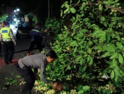 Polsek Batulayar Evakuasi Pohon Tumbang di Jalur Senggigi Lombok Barat