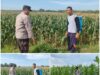 Polsek Soko polres Tuban Polda Jawa Timur Bergerak! Dukung Penuh Swasembada Pangan Presiden Prabowo Melalui Pendampingan Petani