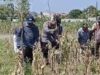 Dukung Astacita, Polsek Widang Melaksanakan Penanaman Jagung Bersama Petani