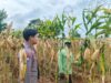 Polsek Tambakboyo Polres Tuban Turun Cek Tanaman jagung Warga di Desa Mander