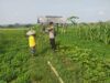 Bhabinkamtibmas Polsek Tuban Sambangi Petani Jagung di Desa Kembangbilo, Dukung Ketahanan Pangan Nasional