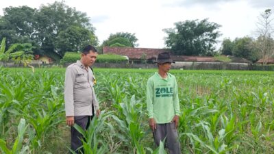 Polsek Plumpang Polres Tuban Turun Langsung Cek Tanaman Jagung Warga