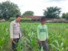 Polri Dukung Astacita, Polsek Palang Polres Tuban Turun Cek Tanaman jagung milik Warga di Desa Wangun