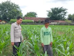 Polri Dukung Astacita, Polsek Palang Polres Tuban Turun Cek Tanaman jagung milik Warga di Desa Wangun