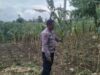 Kapolsek Jenu dan Bhabinkamtibmas Polsek Jenu Polres Tuban Turun ke Ladang, sambang lahan pertanian.