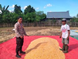 KAWAL KETAHANAN PANGAN, BHABINKAMTIBMAS POLSEK HU’U PASTIKAN KUALITAS HASIL PANEN JAGUNG WARGA
