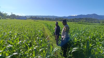 Dukung Ketahanan Pangan Nasional, Bhabinkamtibmas Desa Kalabeso Dampingi Petani Pantau Tanaman Jagung