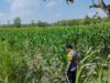 *Dalam rangka mendukung Program ASTACITA, Bhabinkamtibmas Desa Ngawun Polsek Parengan Polres Tuban cek lokasi tanaman jagung milik warga di Desa Ngawun Kec. Parengan*