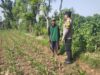 Hadir di Desa Binaan, Bhabinkamtibmas Sidonganti Pantau Perkembangan Tanaman Jagung Warga
