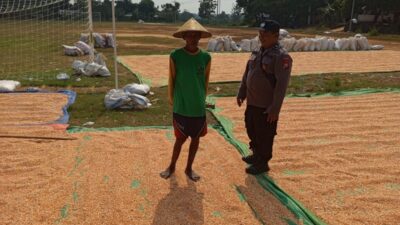 Dukung Ketahanan Pangan, Personel Polsek Bancar Monitoring Panen Jagung di Desa Tergambang