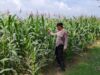 POLRI HADIR DUKUNG KETAHANAN PANGAN, POLSEK BANGILAN LAKUKAN MONITORING TANAMAN JAGUNG