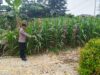 Bhabinkamtibmas Desa Sugiharjo Aktif Dampingi Petani Jagung Wujudkan Ketahanan Pangan