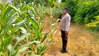 Polsek Plumpang Polres Tuban Turun Langsung Cek Tanaman Jagung Warga