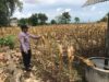 Polri Dukung Astacita, Polsek Merakurak Polres Tuban Turun Cek Tanaman Jagung Warga di Desa Temandang
