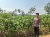 Polsek Singgahan Polres Tuban Turun Cek Tanaman jagung Warga di Desa Tingkis