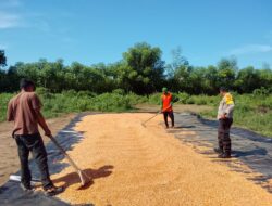 PANEN JAGUNG MELIMPAH, BHABINKAMTIBMAS AJAK PETANI SALURKAN HASIL KE BULOG