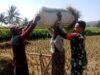 Di Tengah Cuaca Ekstrem, Petani Tetap Panen Bersama Babinsa