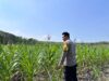 Dalam rangka Polri Dukung Program Astacita, Bhabinkamtibmas Desa Parangbatu Polsek Parengan Polres Tuban sambang lokasi tanaman jagung di Desa Parangbatu Kec. Parengan