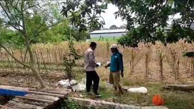 Polri Dukung Astacita, Polsek Merakurak Polres Tuban Turun Cek Tanaman Jagung Warga di Desa Temandang