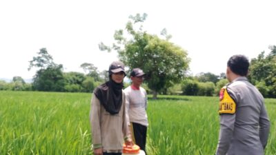 Bhabinkamtibmas Desa Labuhan Bontong Pantau Pertanian Warga Dukung Ketahanan Pangan
