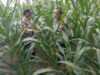 Dukung Program Astacita Presiden, Polsek Kenduruan Polres Tuban Turun Langsung Cek Tanaman Jagung Petani .