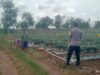 Dukung Ketahanan Pangan, Petani Kerek Manfaatkan Pekarangan untuk Tanam Cabai