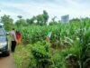 Polri Dukung Astacita, Polsek Semanding Polres Tuban Turun Cek Tanaman jagung milik Warga di Desa Semanding