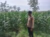 Polsek Singgahan Polres Tuban Turun Cek Tanaman jagung Warga di Desa Tingkis