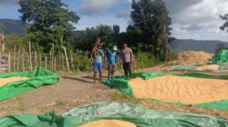 BHABINKAMTIBMAS DESA HU’U PANTAU HASIL PANEN JAGUNG WARGA, DORONG PENYALURAN KE BULOG UNTUK DUKUNG KETAHANAN PANGAN NASIONAL