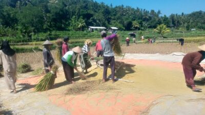 Babinsa dan Petani Bersinergi Jaga Ketahanan Pangan Desa